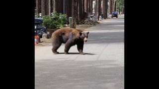 Two bears seen strolling through South Lake Tahoe town - Fox News