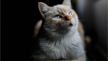 Evidence of human-to-cat coronavirus transmission identified by scientists