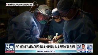 Pig kidney successfully transplanted into human in groundbreaking surgery - Fox News