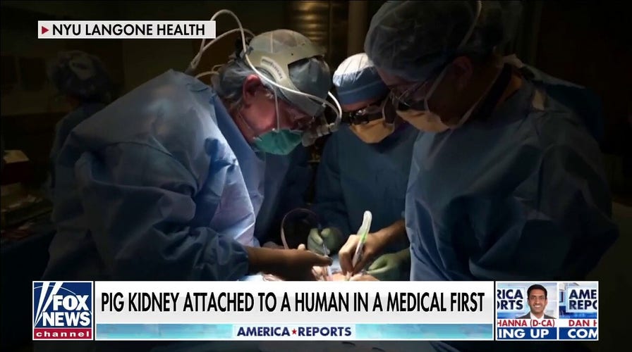 Pig kidney successfully transplanted into human in groundbreaking surgery