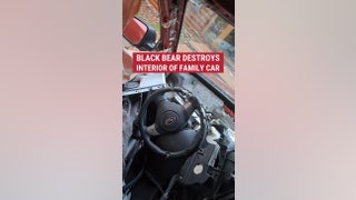 BEARY SCARY: A black bear destroyed the inside of a family’s Subaru in Northern California - Fox News