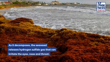 Record sargassum invasion leaves South Florida beachgoers holding their noses