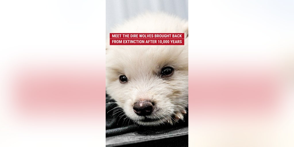 Meet the dire wolves brought back from extinction after 10,000 years