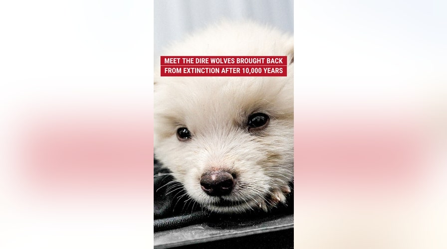 Meet the dire wolves brought back from extinction after 10,000 years