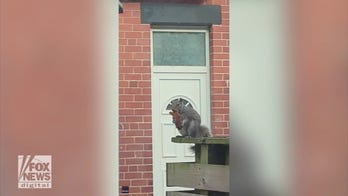 Fast food is fine for a hungry squirrel: Watch as an animal gobbles up a chicken tender