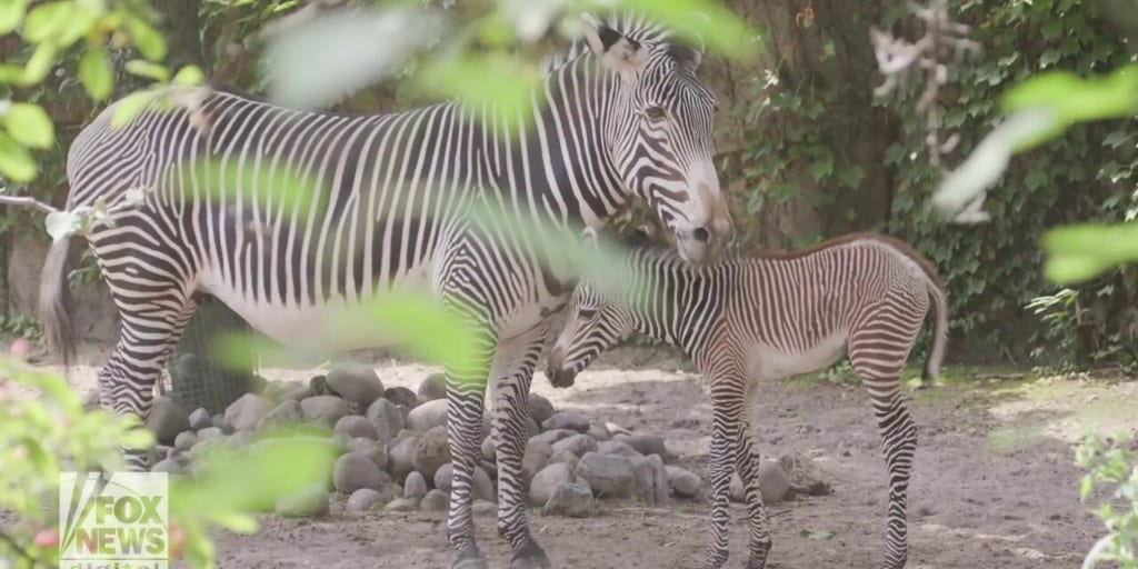 a-star-in-stripes-baby-zebra-is-born-at-chicago-zoo-fox-news-video