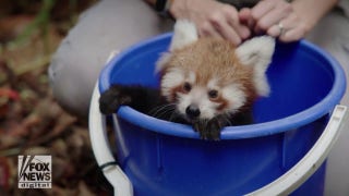 Red panda cubs explore their enclosure for the first time - Fox News