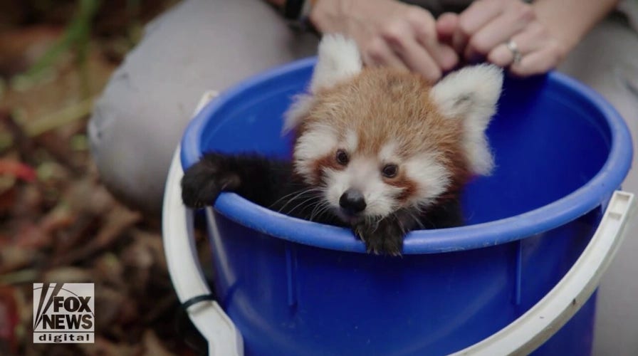 Red panda cubs explore their enclosure for the first time