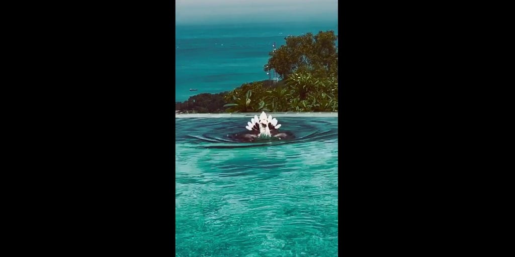 Eagle visits luxury hotel to take a dip in swimming pool