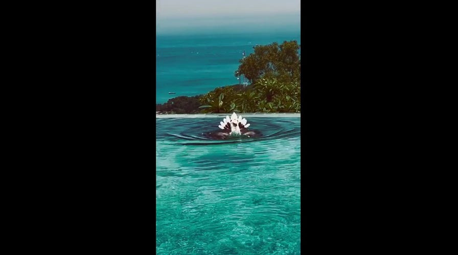 Eagle visits luxury hotel to take a dip in swimming pool