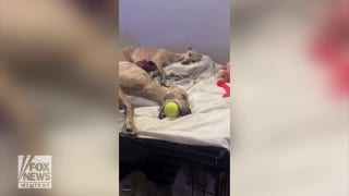 Dog hangs onto his tennis ball even during naps - Fox News