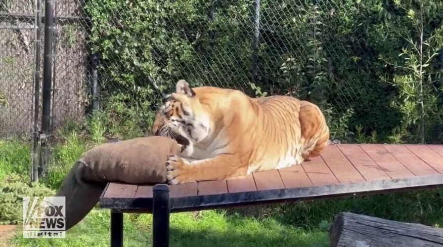 Oakland Zoo tiger captured on video playing with beanbag
