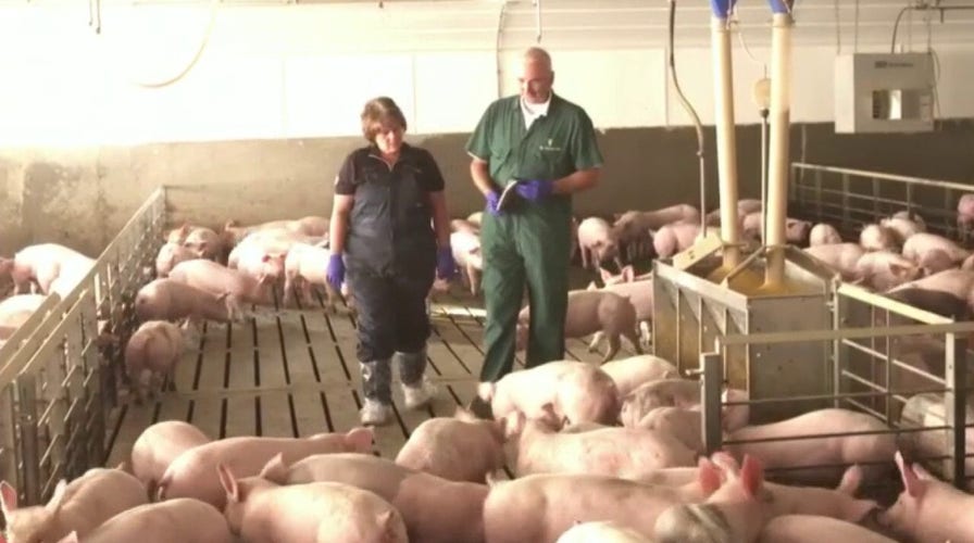 Farmers suffer from supply chain disruptions, packing plant shutdowns