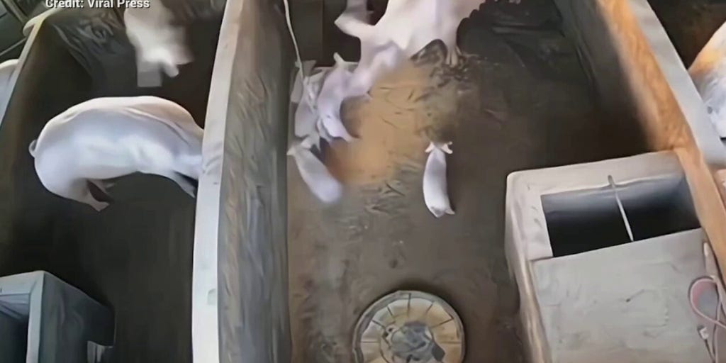 When pigs fly! Watch as an irritated mama pig launches her pesky piglet into the next pen | Fox News Video