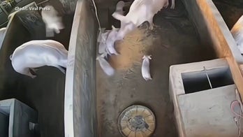 When pigs fly! Watch as an irritated mama pig launches her pesky piglet into the next pen