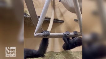 WATCH: Baby gorilla on a swing