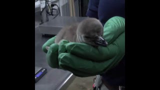 Penguin chick hatches at the Oregon Zoo - Fox News