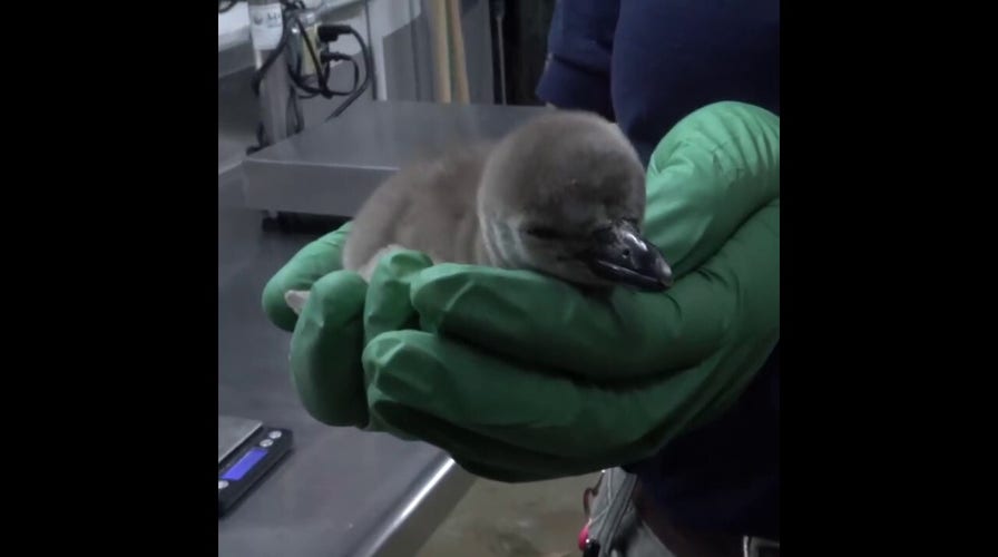Penguin chick hatches at the Oregon Zoo