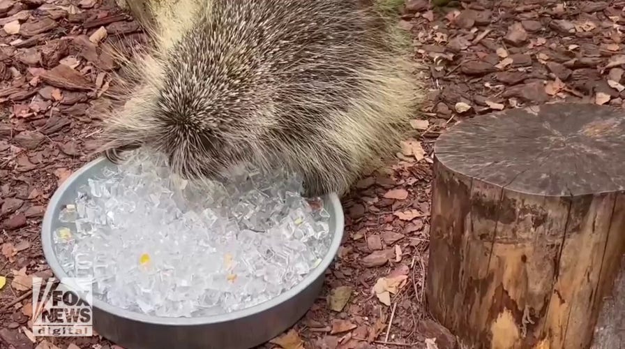Porcupine cools off in unique way at local zoo