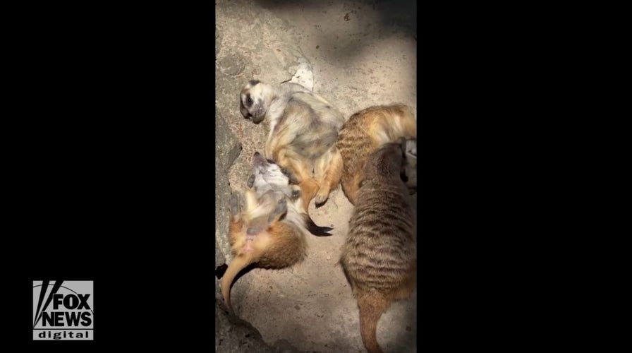 Meerkats go sunbathing together at Memphis Zoo