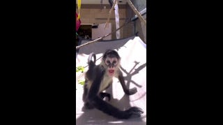 Rescued spider monkeys thrive at local zoo - Fox News