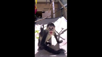 Rescued spider monkeys thrive at local zoo