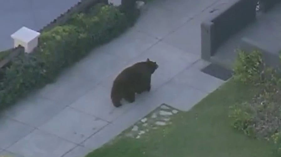 Bear loose near elementary school in Monrovia, California