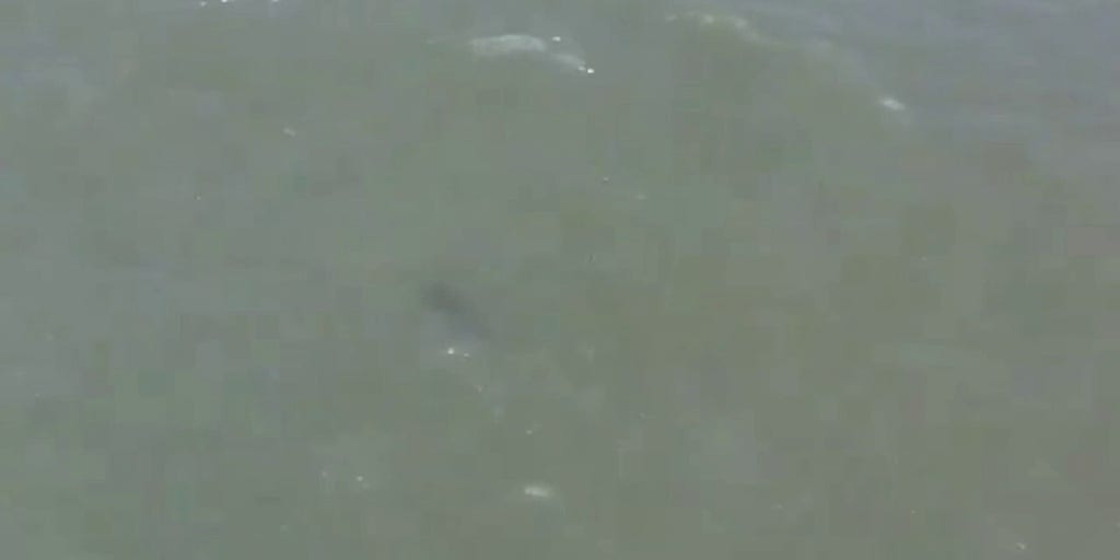 Shark spotted in water at New York City beach