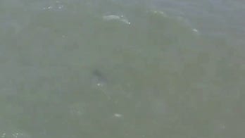 Shark spotted in water at New York City beach