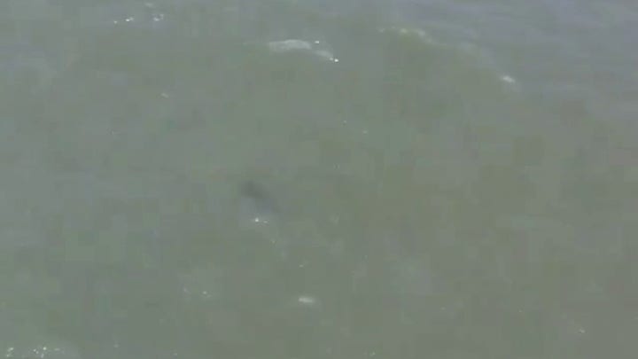 Shark spotted in water at New York City beach