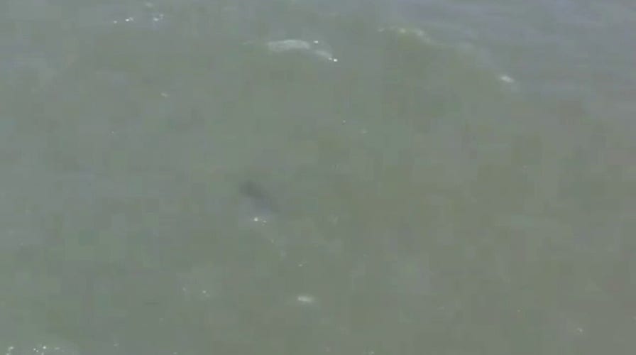 Shark spotted in water at New York City beach