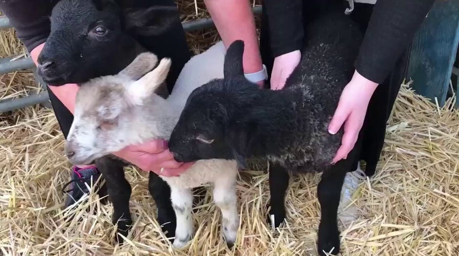 Three lambs are rescued from the dinner plate