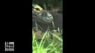 Zoo releases footage of resident Komodo dragon up close - Fox News