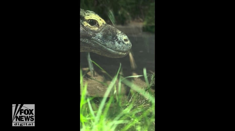 Zoo releases footage of resident Komodo dragon up close