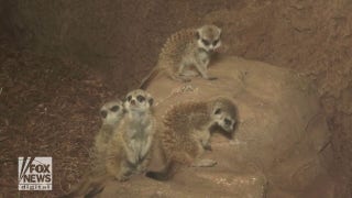 Baby meerkats make zoo debut just months after birth - Fox News