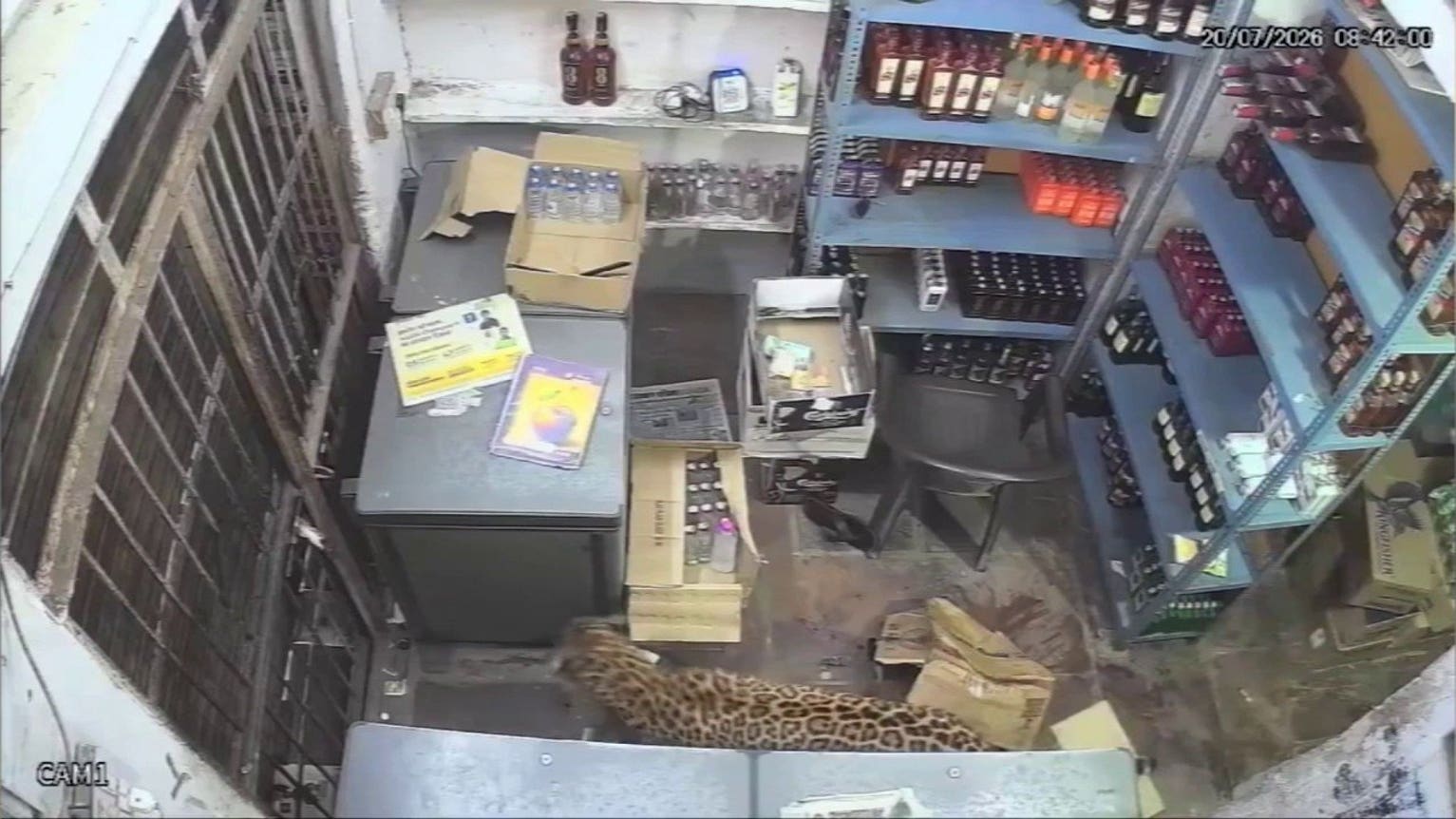Leopard attack unfolds inside liquor store after predator wanders into town