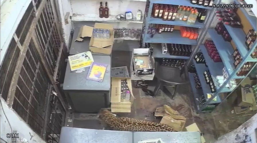 Video captures leopard attack inside liquor store after predator wanders into town