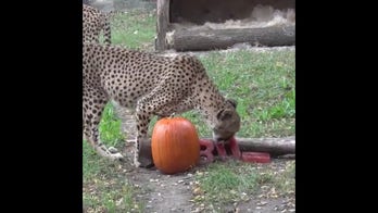 Cheetahs enjoy spooky pumpkin treats ahead of Milwaukee zoo’s Halloween event