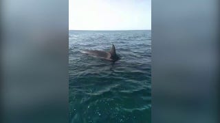 Sailor calls for help as orcas attack his boat - Fox News