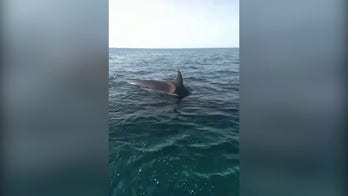Sailor calls for help as orcas attack his boat