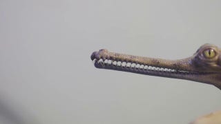Rare gharial crocodiles hatch at Fort Worth Zoo for third year in a row