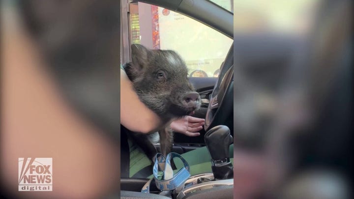 Woman takes her pet pig through the Starbucks drive-thru