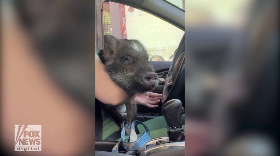 Woman takes her pet pig through the Starbucks drive-thru