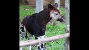 San Antonio Zoo shares footage of its baby okapi, recently named 'Gates,' playing around in his enclosure