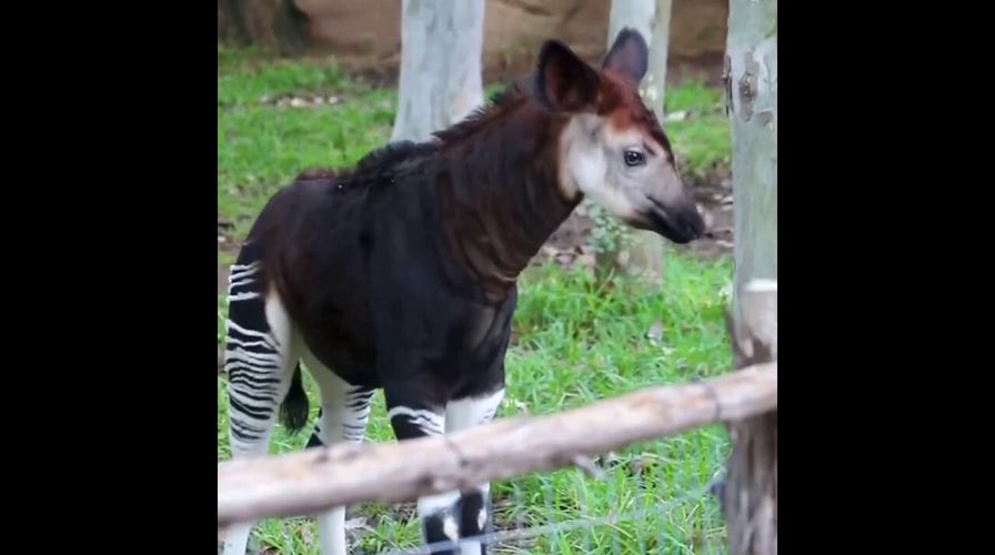 San Antonio Zoo shares footage of its baby okapi, recently named 'Gates,' playing around in his enclosure