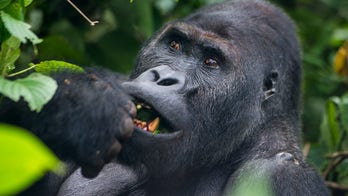 Gorillas at Memphis Zoo charm crowds with snack-time play and cute antics