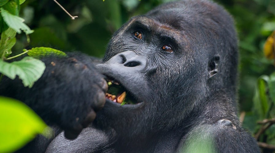 Gorillas at Memphis Zoo charm crowds with snack-time play and cute antics