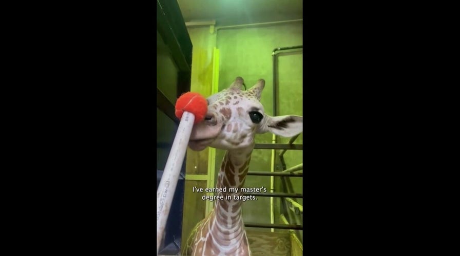 Giraffe delivers 'day in the life vlog' at local zoo