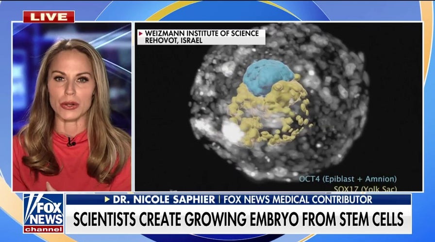 Scientists have created an embryo from stem cells: Dr. Nicole Saphier
