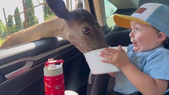 Safari trip takes hilarious turn as determined deer raids toddler's food bowl